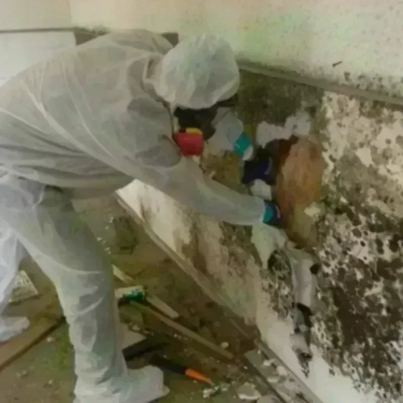 Mold Remediation and Removal in East Bronson, FL